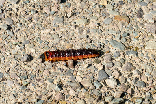 Weidenbohrer-Raupe (Cossus cossus) auf steinigem Weg &ndash; Makroaufnahme in nat&uuml;rlicher Umgebung
