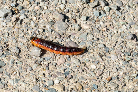 Weidenbohrer-Raupe (Cossus cossus) auf steinigem Weg &ndash; Makroaufnahme in nat&uuml;rlicher Umgebung