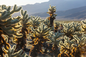 Fototapeta premium Cholla cactus