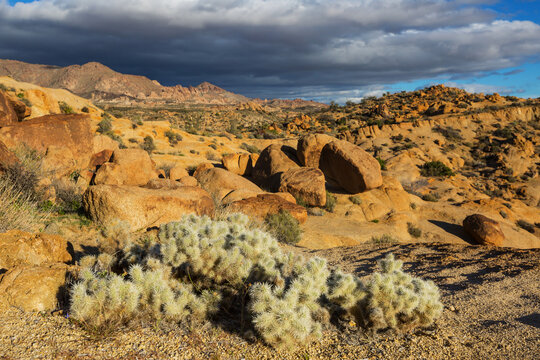 Joshua tree