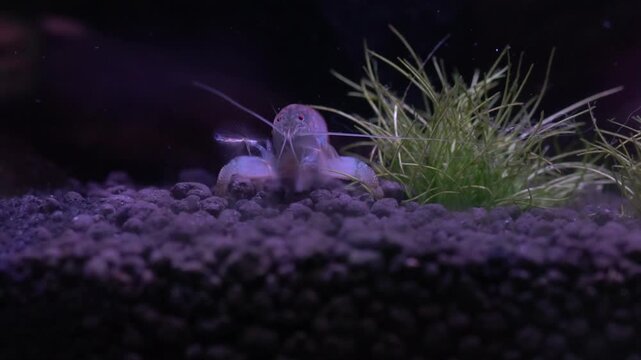 Cameroon vampire shrimp filter feeder on black substrate