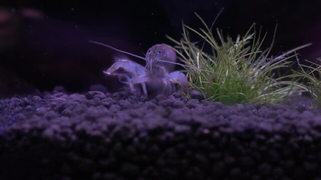 Cameroon vampire shrimp filter feeder on black substrate