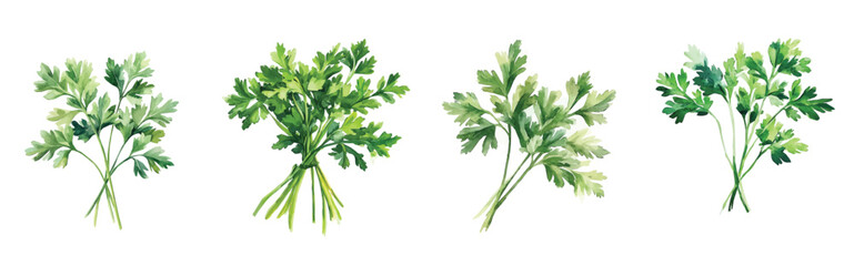 Simple design, beautiful, fresh parsley set painting design. Hand-painted style, vectorized, vector set available in EPS Simple Hand-painted watercolor style. Adobe Illustrator Artwork © Zizak
