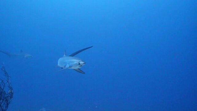 Thresher Shark Gliding Through Deep Blue Open Ocean Waters