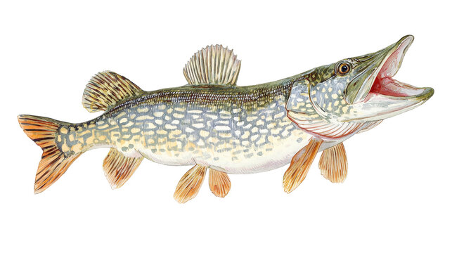 Northern pike - esox lucius - watercolor illustration depicting a predatory freshwater fish with an open mouth, a detailed wildlife art piece on a transparent background