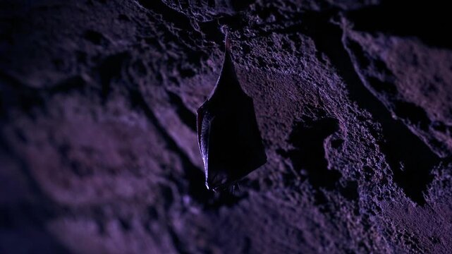 Lesser horseshoe bat (Rhinolophus hipposideros) hanging in winter hibernation inside a historic red brick vaulted underground cave. The scene is illuminated by strong backlight.