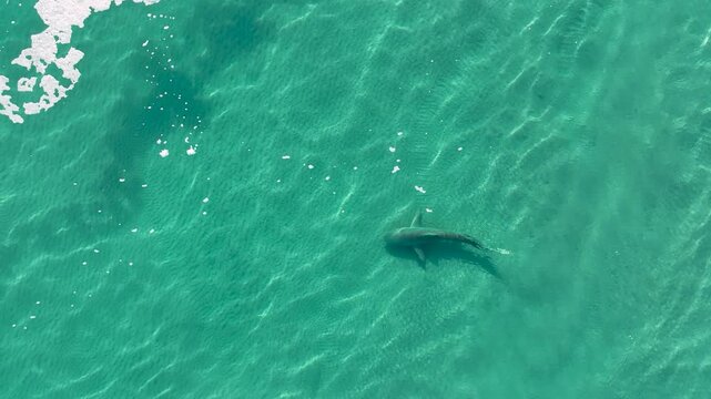 Close-up Cinematic Aerial Drone Footage of a Shark Swimming Gracefully Over a Rocky Seabed in Shallow Crystal Clear Turquoise Mediterranean Water - Hadera, Israel