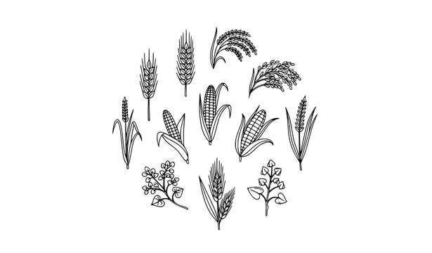 Grain plants doodle icon collection wheat barley rice maize agriculture vector