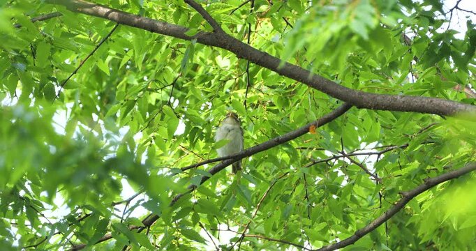bird,eastern crowned warbler  on japanese zelkova tree