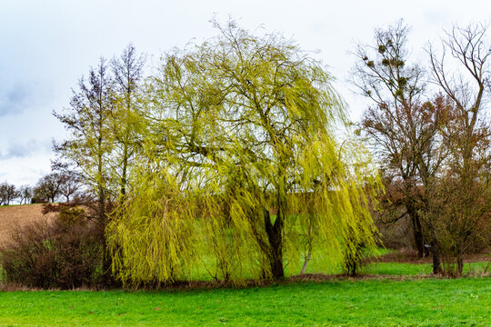 Weidenbaum im Fr&uuml;hjahr