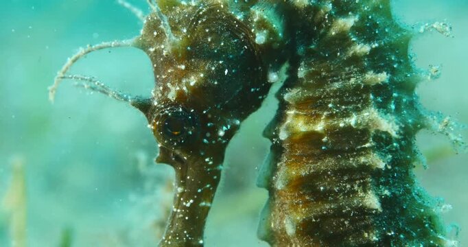 sea horse underwater close up macro seahorse ocean floor scenery