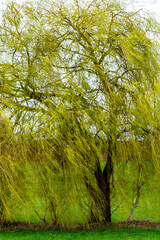 Fototapeta premium Weidenbaum im Frühjahr
