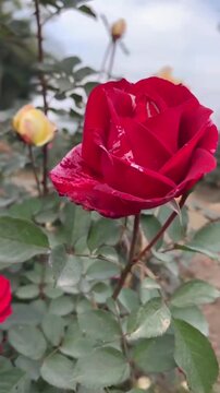 Beautiful Red and Yellow Hybrid Roses Blooming in a Garden Nursery.