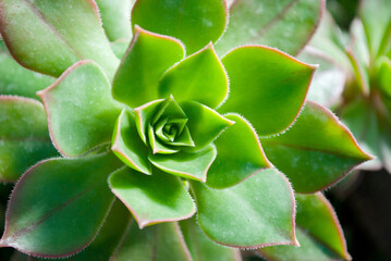 Fototapeta premium Close-up of an Aeonium haworthii 'Kiwi' succulent. Its striking tri-colored rosettes feature green centers, creamy-yellow edges, and pink margins, creating a beautiful natural pattern
