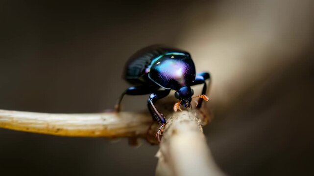 Closeup beetle crawling on twig, iridescent shell catching warm light, shallow focus highlights insect against blurred soil and tangled roots, slow deliberate movement evokes curiosity,
