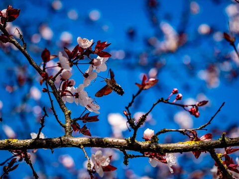 Zwetschgenbaum Bl&uuml;te