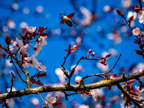 Zwetschgenbaum Bl&uuml;te