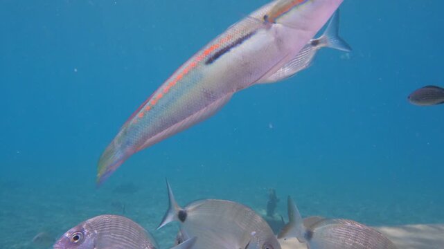 rainbow fish wrasse swim close underwater with sea breams slow relaxing fish scenery underwater