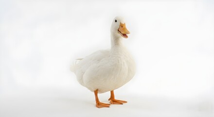 Fototapeta premium Happy White Pekin Duck Standing Isolated on Pure White Background for Farm Animal Education and Commercial Design