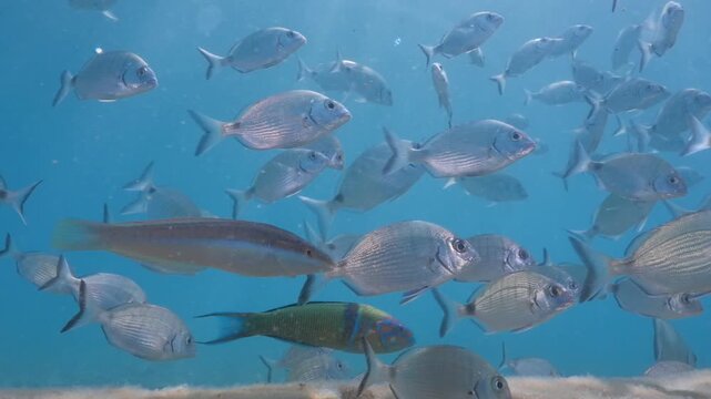 rainbow fish wrasse swim close underwater with sea breams slow relaxing fish scenery underwater