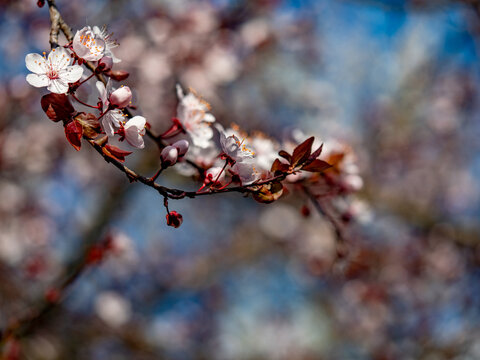 Zwetschgenbaum Bl&uuml;te