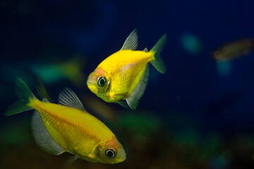 Aquarium  fish-ternetzi swim. The Latin name Gymnocorymbus ternetzi. Close-up, blue background. Two fish are yellow.