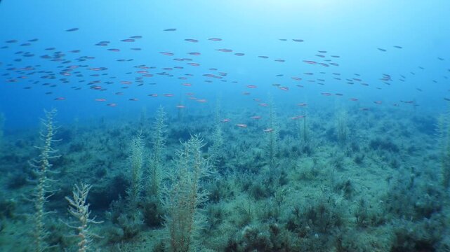 sea plant and grass underwater sargassum wit fish around ocean scenery