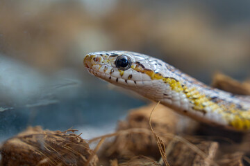 Obraz premium Curious Snake Head in Natural Habitat