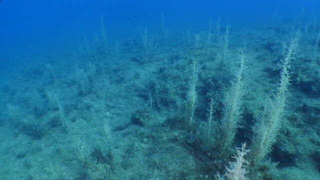 sea plant and grass underwater sargassum wit fish around ocean scenery