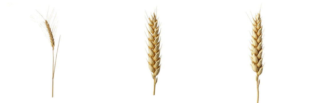 Set of Single Golden Wheat Head Cereal Grain Isolated on White Background, PNG