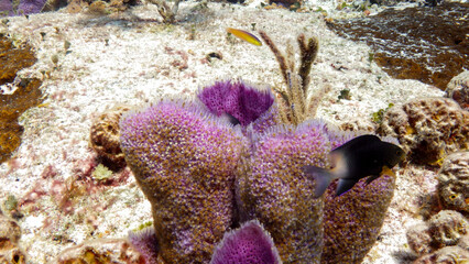 coral reef with fish and coral © Matt