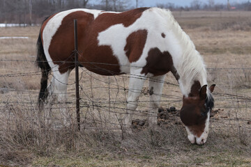 Paint horse in very dangerous fencing, barbed wire which can easily cut the animal