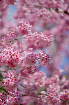 Pink Cherry Blossom Sakura Flowers Blooming in Spring with Soft Bokeh Background