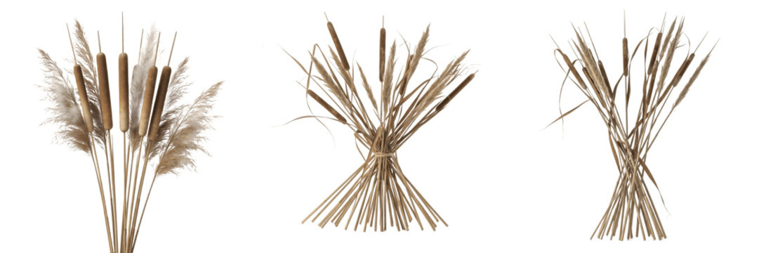 Set of Dried Wild Reeds and Tall Grass Bundle Isolated on White Background, PNG
