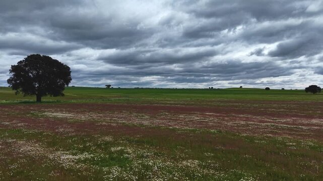 Vuelo floral de primavera con cielos nubosos 