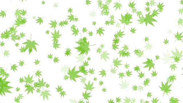 紅葉 もみじ 大小 下降 みどり パターン01 ループ（白背景）