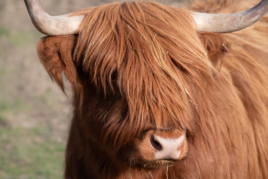 A brown Scottish Highland cow with long horns. The animal has a long coat