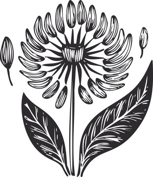 black and white dandelion tattoo wood block printing etch style design, transparent illustration floral botanical drawing, plant fluff puff ball stamp carved art, hand drawn isolated vector graphic 2d