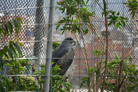 Black-chested buzzard-eagle perched inside aviary enclosure &ndash; South American raptor