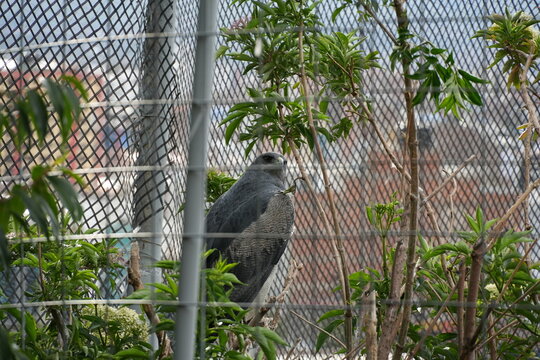 Black-chested buzzard-eagle perched inside aviary enclosure &ndash; South American raptor
