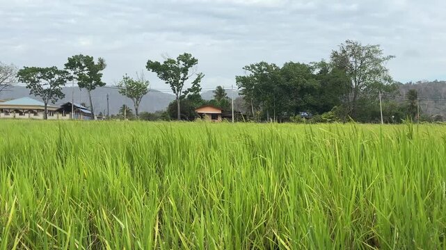 Green rice paddy field with rural houses and cloudy sky in Malaysia