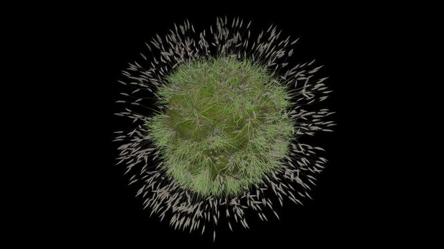 Imperata Grass Sphere