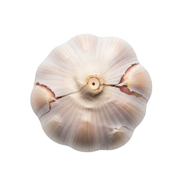 A single cracked garlic bulb viewed from above revealing inner cloves on transparent background high quality