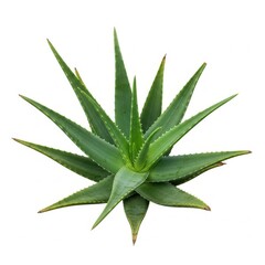 Fototapeta premium Aloe vera plant with sharp green leaves on white background