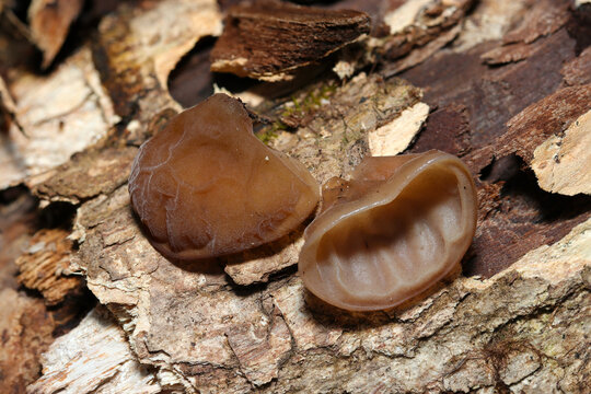 春に誕生、成長する小さいキクラゲのカサと腹面アップ（Auricularia auricula-judae、自然環境下キノコ類マクロ撮影）