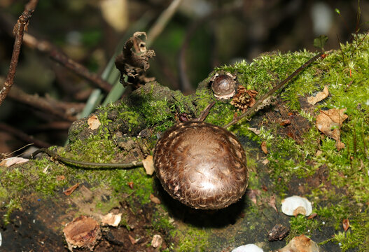 倒木に密生する緑色鮮やかな苔と艶やかな野生野良シイタケ茸（自然環境下菌・キノコ類マクロ撮影）