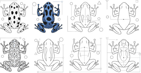 Poison Dart Frog Vector Illustration Set with Top View Frog Anatomy, Pattern Variations and Amphibian Wildlife Scientific Drawing