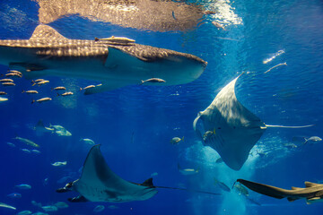 Fototapeta premium A giant whale shark leads a school of symbiotic fish through the deep blue waters with graceful movements.