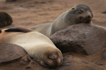Naklejka premium Two Cape fur seals resting peacefully on a rocky and sandy shore under soft, natural overcast lighting in their natural habitat.