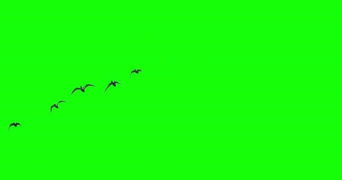 Geese birds flying overhead green screen
